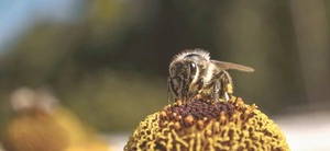 Wacholder Naturseife mit Bienenwachs | 100g